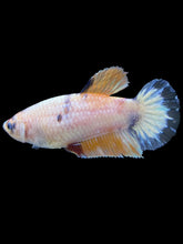 Load image into Gallery viewer, Female Halfmoon Plakat - Candy #1611 - Live Betta Fish
