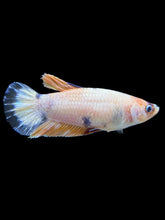 Load image into Gallery viewer, Female Halfmoon Plakat - Candy #1611 - Live Betta Fish
