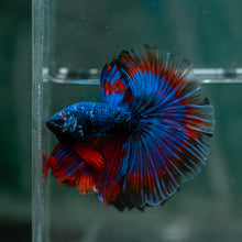 Load image into Gallery viewer, Male Halfmoon - Blue Black #1612 - Live Betta Fish
