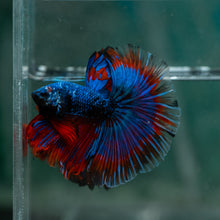 Load image into Gallery viewer, Male Halfmoon - Blue Black #1612 - Live Betta Fish
