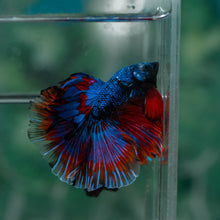 Load image into Gallery viewer, Male Halfmoon - Blue Black #1612 - Live Betta Fish
