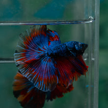Load image into Gallery viewer, Male Halfmoon - Blue Black #1612 - Live Betta Fish
