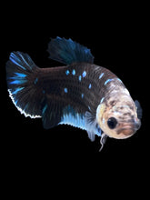 Load image into Gallery viewer, GIANT Female Halfmoon Plakat - Blue Avatar #1612 Live Betta Fish
