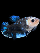 Load image into Gallery viewer, GIANT Female Halfmoon Plakat - Blue Avatar #1612 Live Betta Fish
