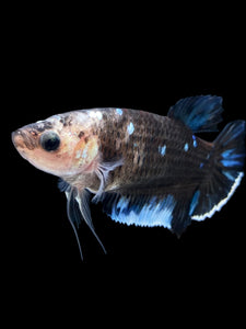 GIANT Female Halfmoon Plakat - Blue Avatar #1612 Live Betta Fish