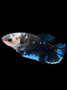 GIANT Female Halfmoon Plakat - Blue Avatar #1612 Live Betta Fish