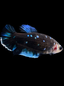 GIANT Female Halfmoon Plakat - Blue Avatar #1612 Live Betta Fish
