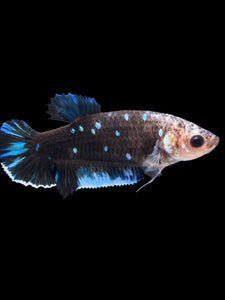 GIANT Female Halfmoon Plakat - Blue Avatar #1612 Live Betta Fish