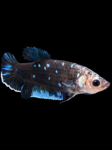 GIANT Female Halfmoon Plakat - Blue Avatar #1612 Live Betta Fish