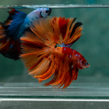 Load image into Gallery viewer, Male Rosetail - Galaxy #1613 - Live Betta Fish
