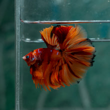 Load image into Gallery viewer, Male Rosetail - Galaxy #1613 - Live Betta Fish
