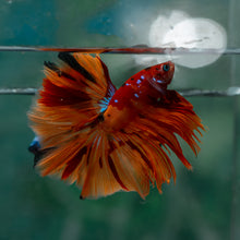 Load image into Gallery viewer, Male Rosetail - Galaxy #1613 - Live Betta Fish
