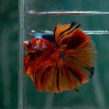 Load image into Gallery viewer, Male Rosetail - Galaxy #1613 - Live Betta Fish
