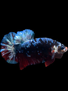 GIANT Male Halfmoon Plakat - Blue Galaxy #1613 - Live Betta Fish