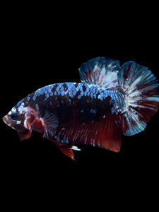 GIANT Male Halfmoon Plakat - Blue Galaxy #1613 - Live Betta Fish