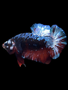 GIANT Male Halfmoon Plakat - Blue Galaxy #1613 - Live Betta Fish