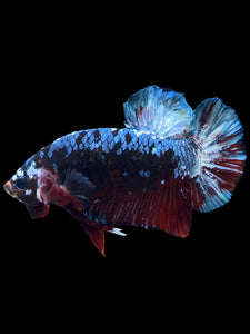 GIANT Male Halfmoon Plakat - Blue Galaxy #1613 - Live Betta Fish