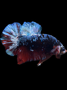GIANT Male Halfmoon Plakat - Blue Galaxy #1613 - Live Betta Fish