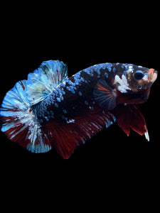 GIANT Male Halfmoon Plakat - Blue Galaxy #1613 - Live Betta Fish