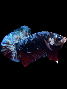 GIANT Male Halfmoon Plakat - Blue Galaxy #1613 - Live Betta Fish
