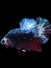 Load image into Gallery viewer, GIANT Male Halfmoon Plakat - Blue Galaxy #1613 - Live Betta Fish

