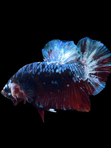GIANT Male Halfmoon Plakat - Blue Galaxy #1613 - Live Betta Fish