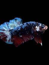 Load image into Gallery viewer, GIANT Male Halfmoon Plakat - Blue Galaxy #1613 - Live Betta Fish
