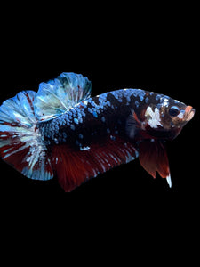 GIANT Male Halfmoon Plakat - Blue Galaxy #1613 - Live Betta Fish