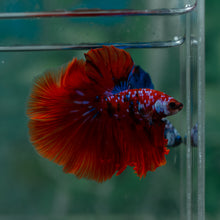 Load image into Gallery viewer, Male Halfmoon - Galaxy #1614 - Live Betta Fish
