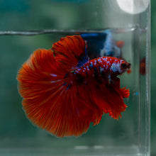 Load image into Gallery viewer, Male Halfmoon - Galaxy #1614 - Live Betta Fish
