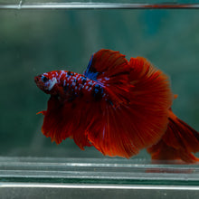 Load image into Gallery viewer, Male Halfmoon - Galaxy #1614 - Live Betta Fish

