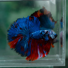 Load image into Gallery viewer, Male Halfmoon - Blue Black #1615 - Live Betta Fish
