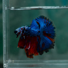 Load image into Gallery viewer, Male Halfmoon - Blue Black #1615 - Live Betta Fish
