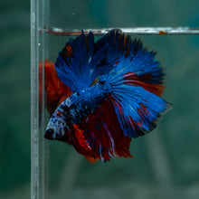 Load image into Gallery viewer, Male Halfmoon - Blue Black #1615 - Live Betta Fish
