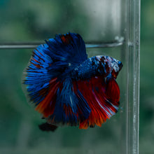 Load image into Gallery viewer, Male Halfmoon - Blue Black #1615 - Live Betta Fish
