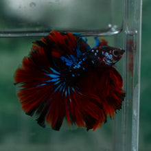 Load image into Gallery viewer, Male Rosetail - Galaxy #1616 - Live Betta Fish
