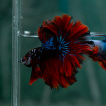 Load image into Gallery viewer, Male Rosetail - Galaxy #1616 - Live Betta Fish
