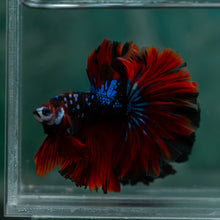 Load image into Gallery viewer, Male Rosetail - Galaxy #1616 - Live Betta Fish
