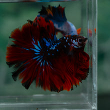 Load image into Gallery viewer, Male Rosetail - Galaxy #1616 - Live Betta Fish
