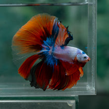 Load image into Gallery viewer, Male Halfmoon - Multicolor #1617 - Live Betta Fish
