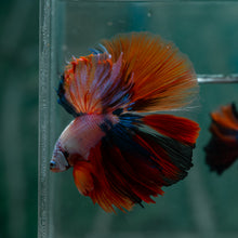 Load image into Gallery viewer, Male Halfmoon - Multicolor #1617 - Live Betta Fish
