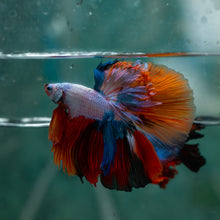 Load image into Gallery viewer, Male Halfmoon - Multicolor #1617 - Live Betta Fish
