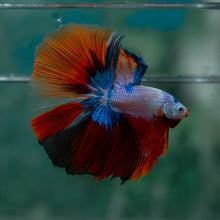 Load image into Gallery viewer, Male Halfmoon - Multicolor #1617 - Live Betta Fish
