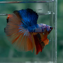 Load image into Gallery viewer, Male Halfmoon - Multicolor #1618 - Live Betta Fish
