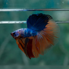 Load image into Gallery viewer, Male Halfmoon - Multicolor #1618 - Live Betta Fish
