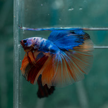 Load image into Gallery viewer, Male Halfmoon - Multicolor #1618 - Live Betta Fish
