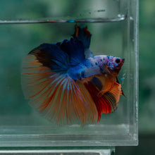 Load image into Gallery viewer, Male Halfmoon - Multicolor #1618 - Live Betta Fish
