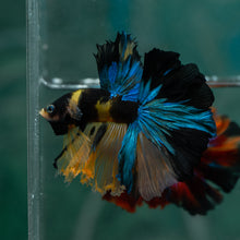 Load image into Gallery viewer, Male Rosetail - Yellow Galaxy #1619 - Live Betta Fish
