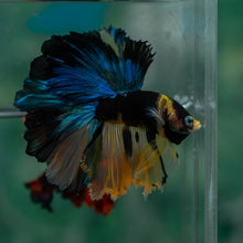 Load image into Gallery viewer, Male Rosetail - Yellow Galaxy #1619 - Live Betta Fish
