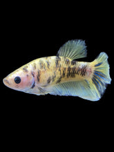 Load image into Gallery viewer, Female Halfmoon Plakat - Bumblebee #1619 - Live Betta Fish
